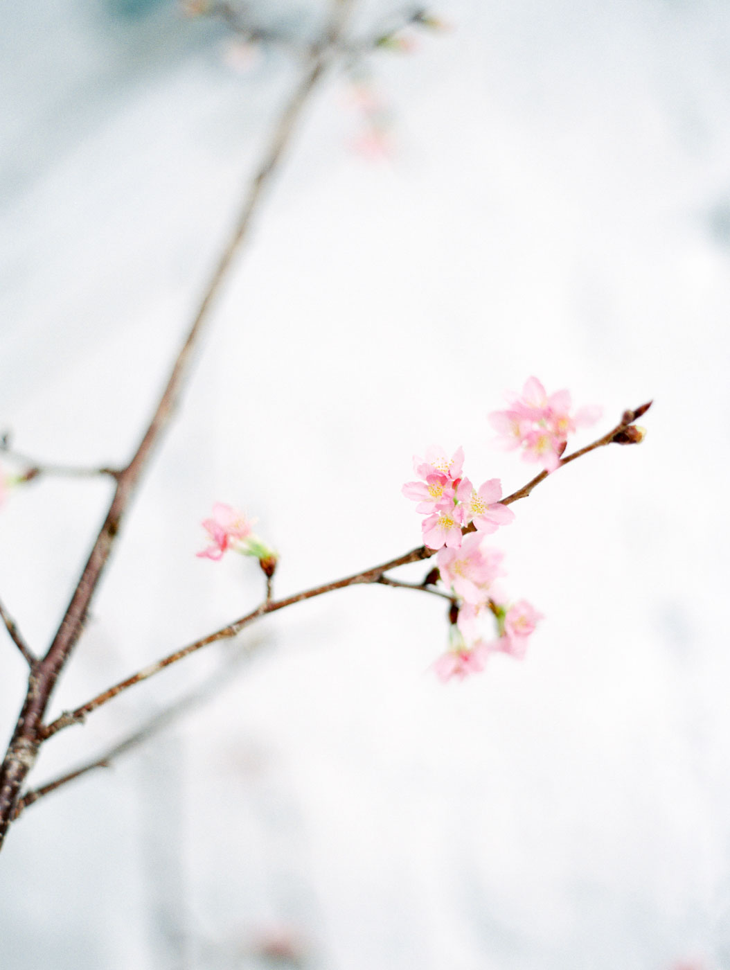 芭蕾舞 底片攝影