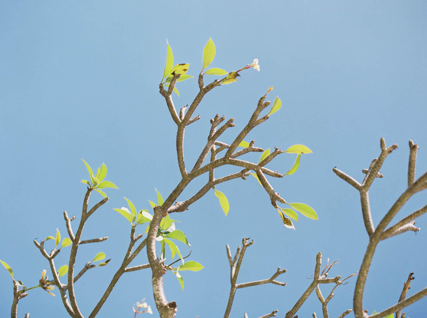峇里島婚紗-fine art wedding
