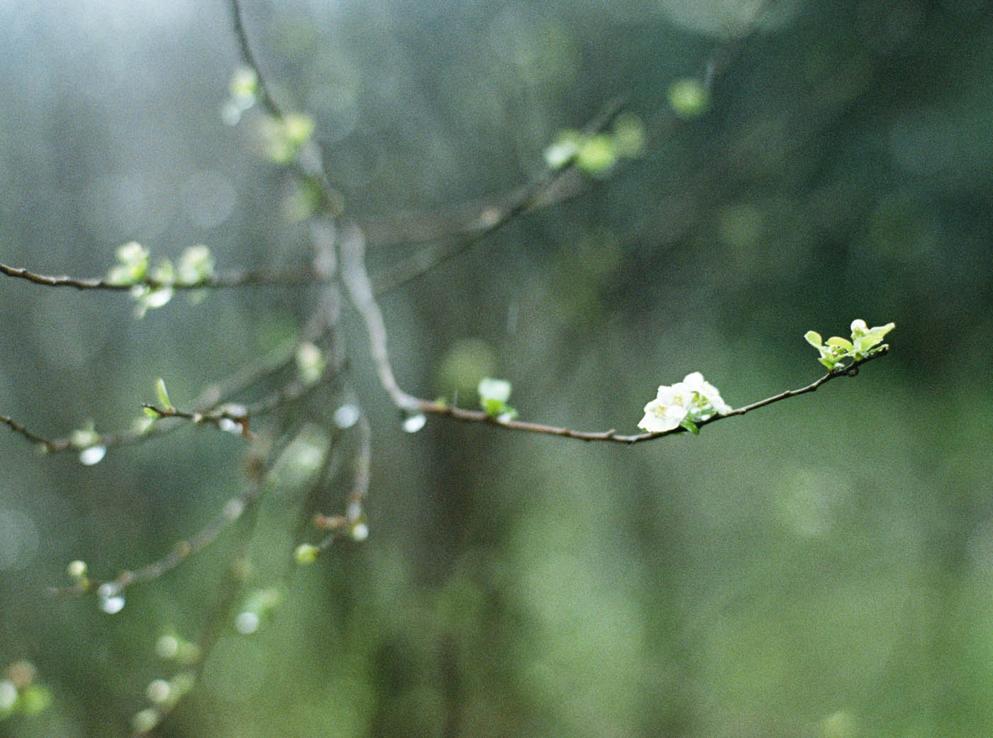 宜蘭福山植物園婚紗-The Stage-Mark Hong-唯諾禮服-