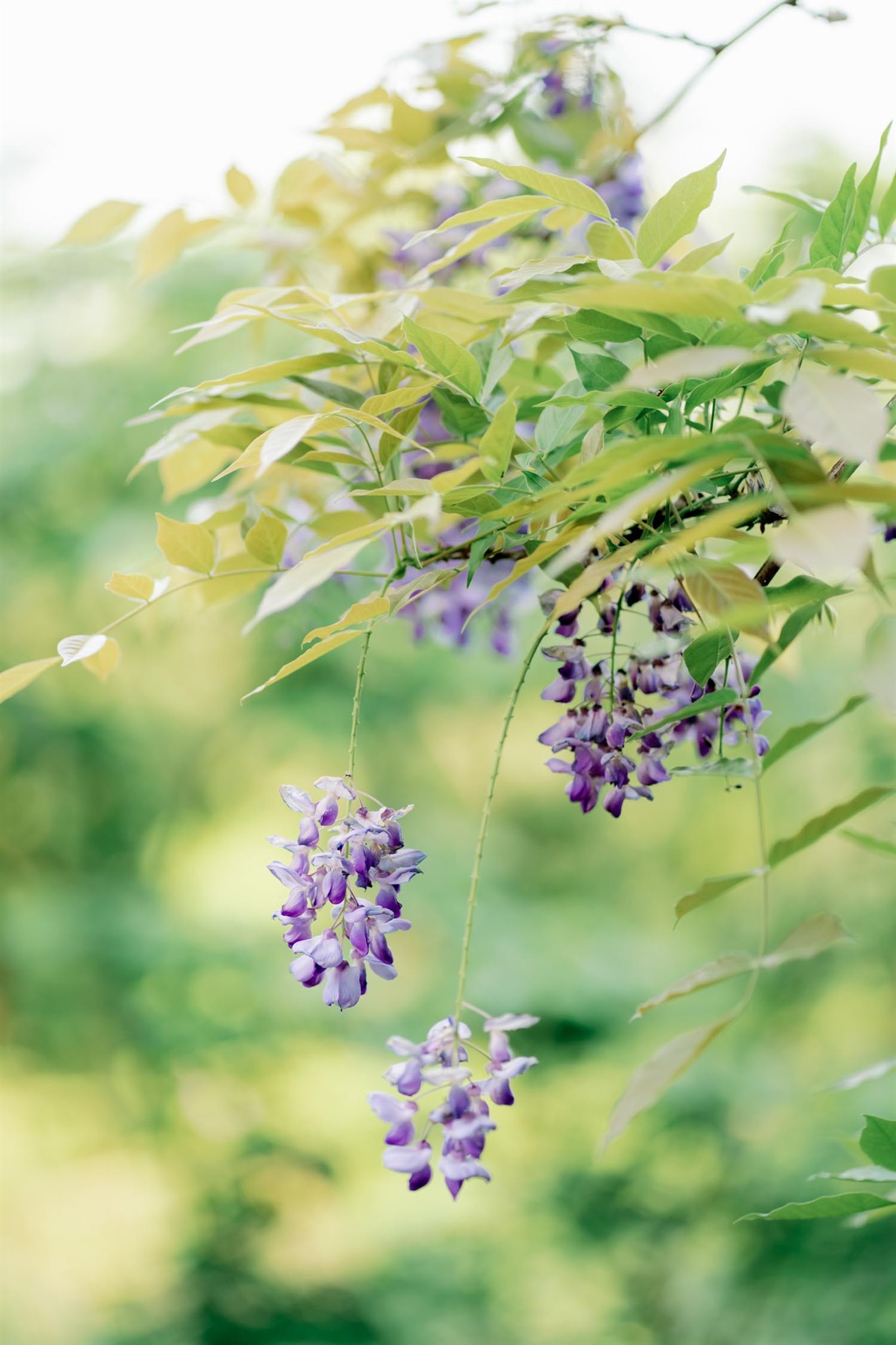 真愛桃花源 婚禮